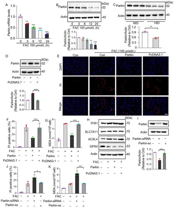 Parkin抑制由铁过载引起的铁死亡