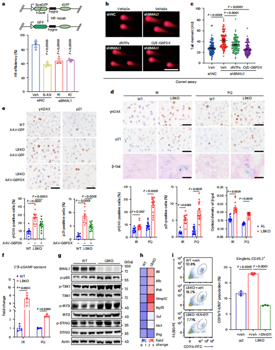 核苷酸短缺阻碍Bmal1缺失细胞中的DNA修复，导致衰老和炎症