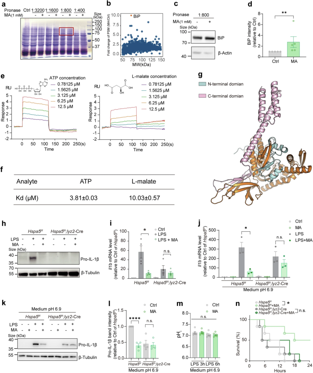L-苹果酸与BiP直接结合以实现抗炎作用