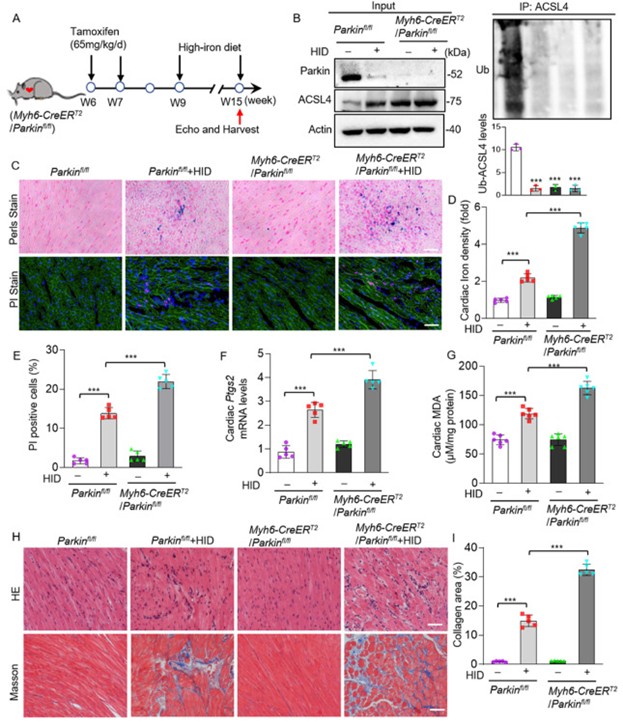 铁过载的Myh6-CreERT2/Parkinfl/fl小鼠表现出组织铁死亡和心肌损伤水平升高