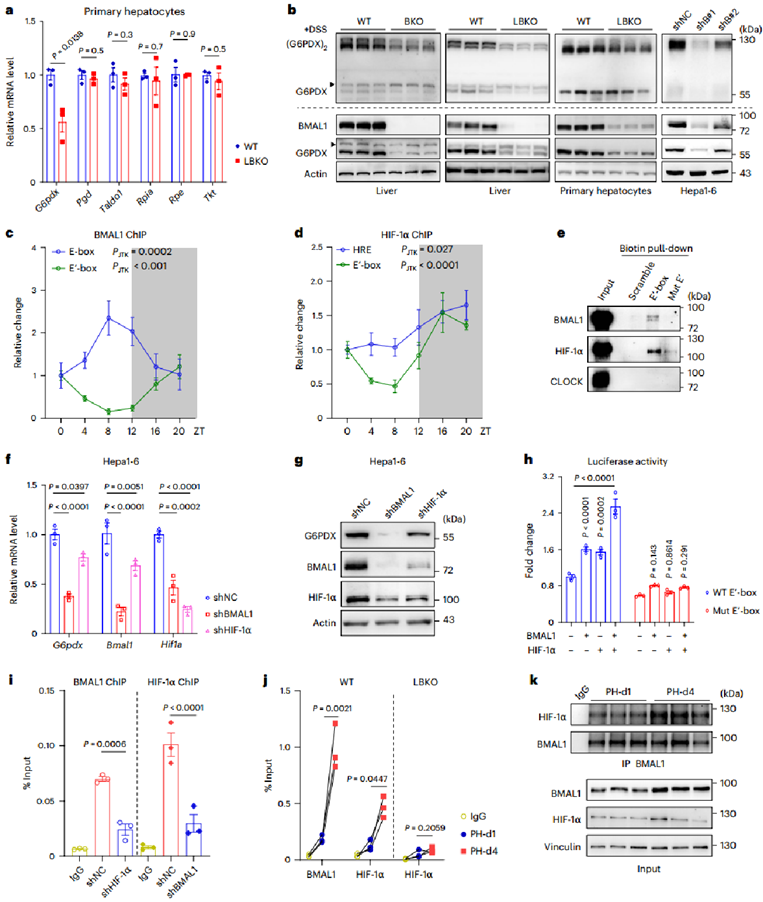 BMAL1与HIF-1α协同控制小鼠肝脏中G6PDX表达的节律和丰度