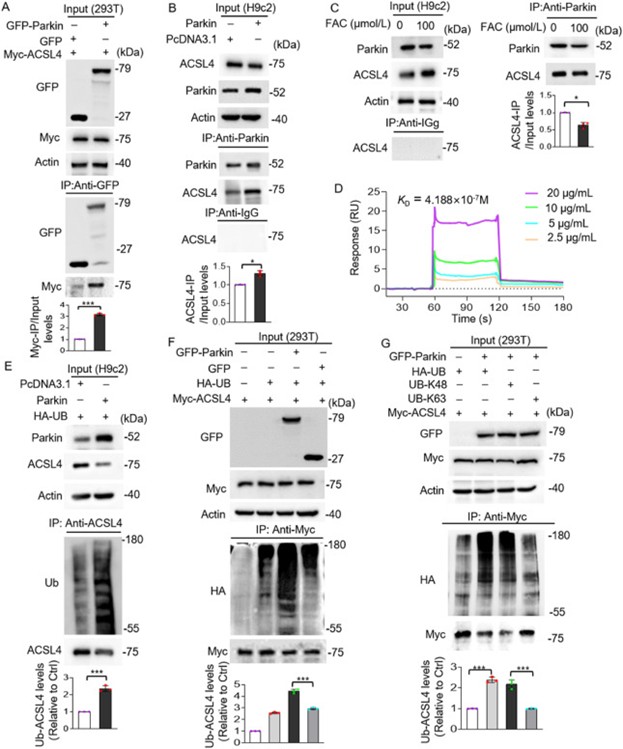 Parkin与ACSL4结合并催化其泛素化