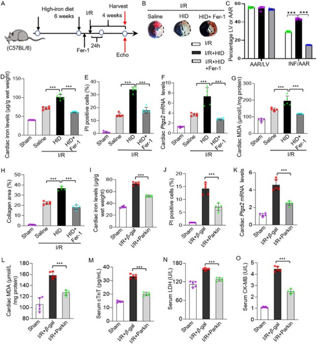 Fer-1和Parkin可减轻I/R诱导的心肌损伤