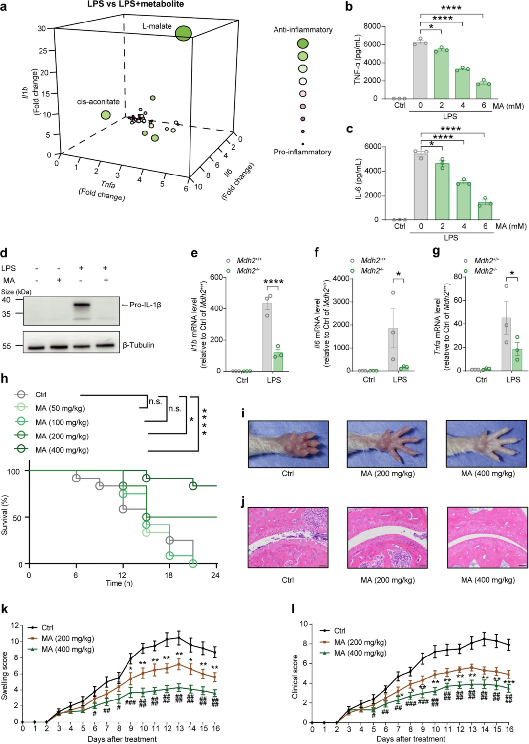 L-苹果酸可在体内和体外缓解炎症反应
