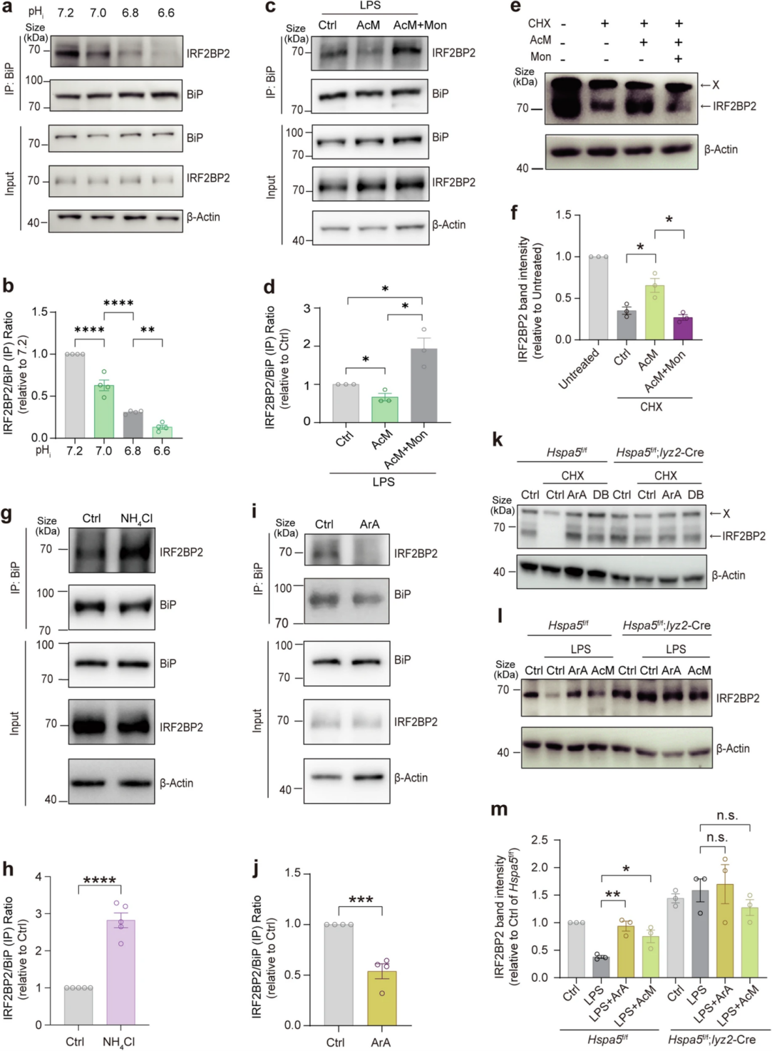 BiP-IRF2BP2信号转导可独立于溶酶体pH值感应细胞内质子