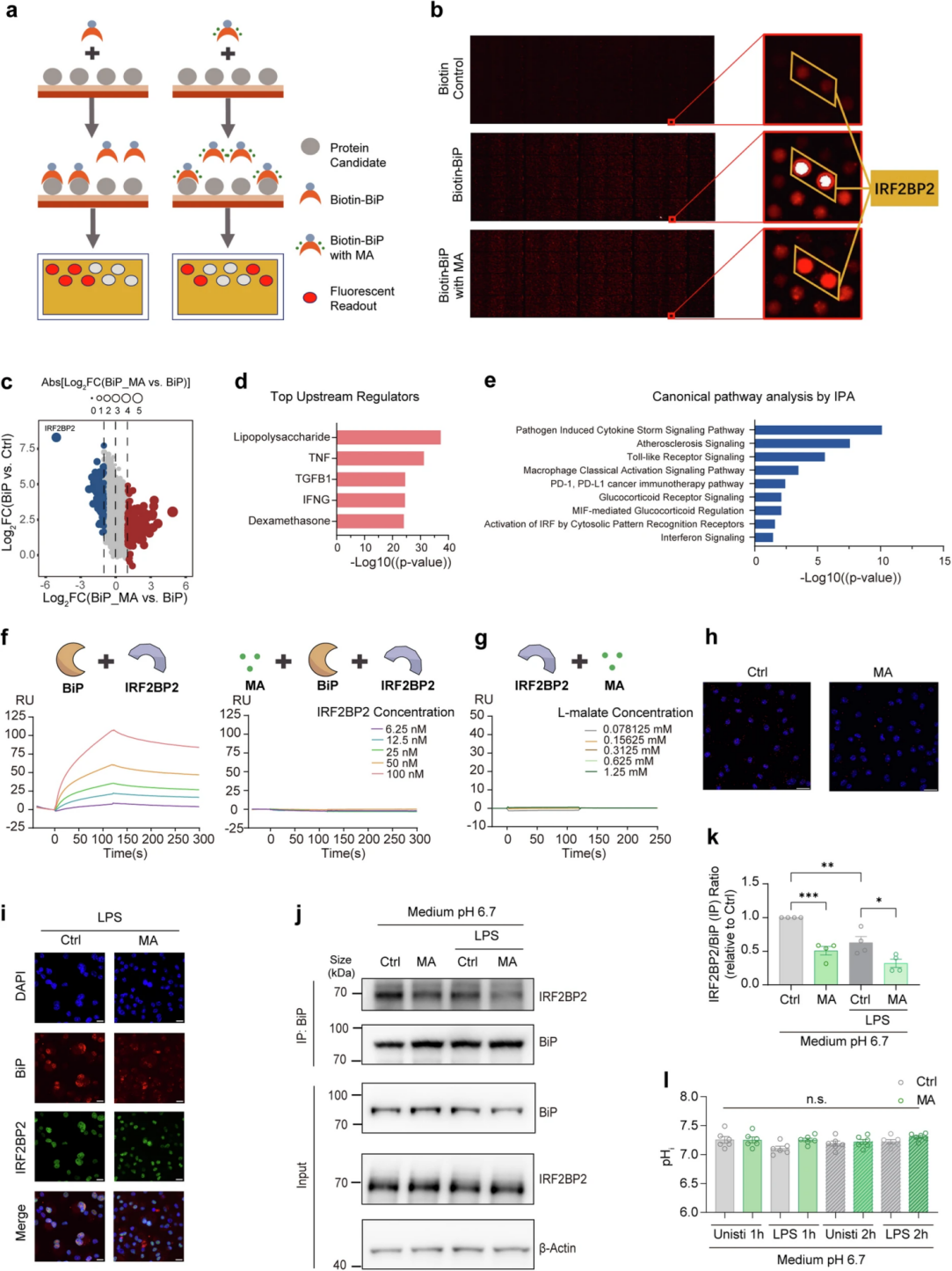 L-苹果酸抑制BiP-IRF2BP2的直接相互作用