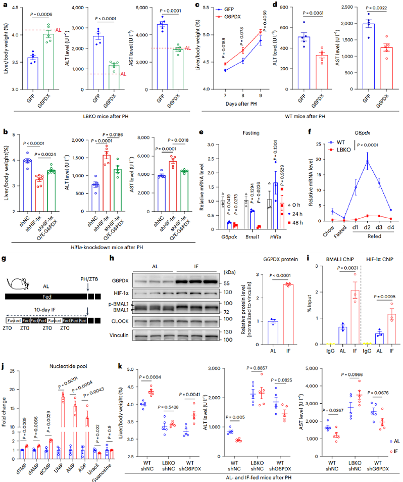 增强PPP活性有助于肝脏再生