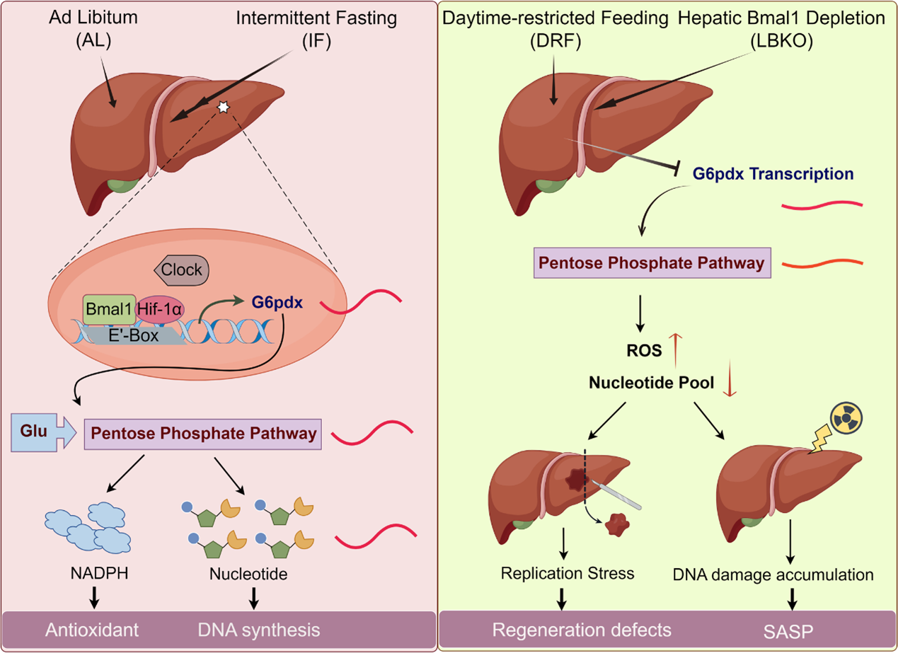 肝生物钟介导肝脏再生的作用机制