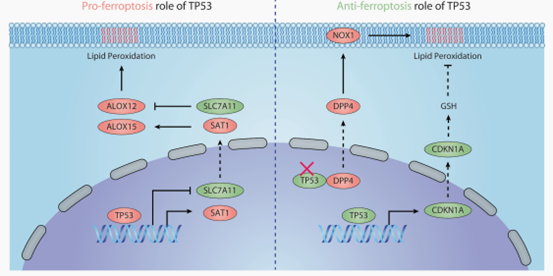 TP53介导的铁死亡