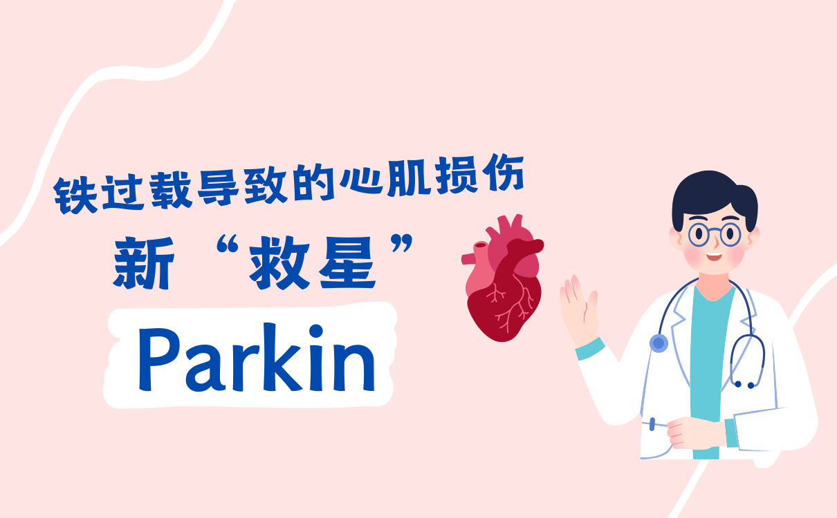 Parkin有望成为铁过载导致的心肌损伤的“救星”