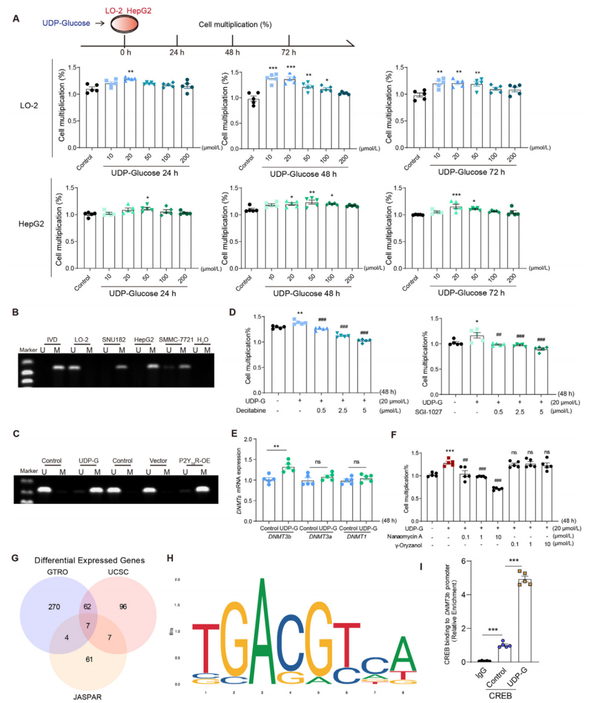 UDP-G激活P2Y14R，以依赖DNMT3b的方式调节Dact-2的甲基化水平