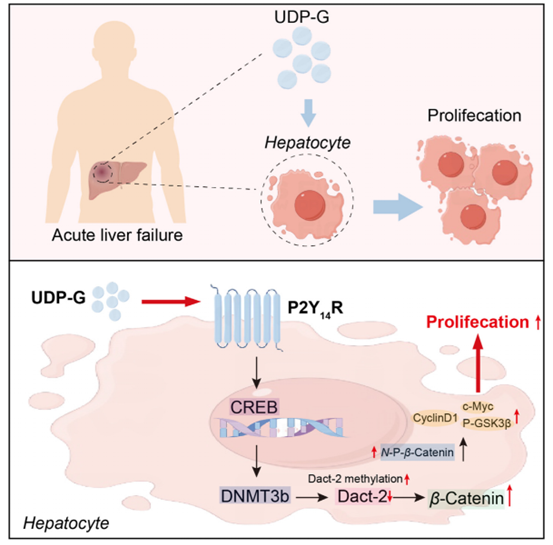 UDP-G/P2Y14R轴调控肝脏病理过程示意图