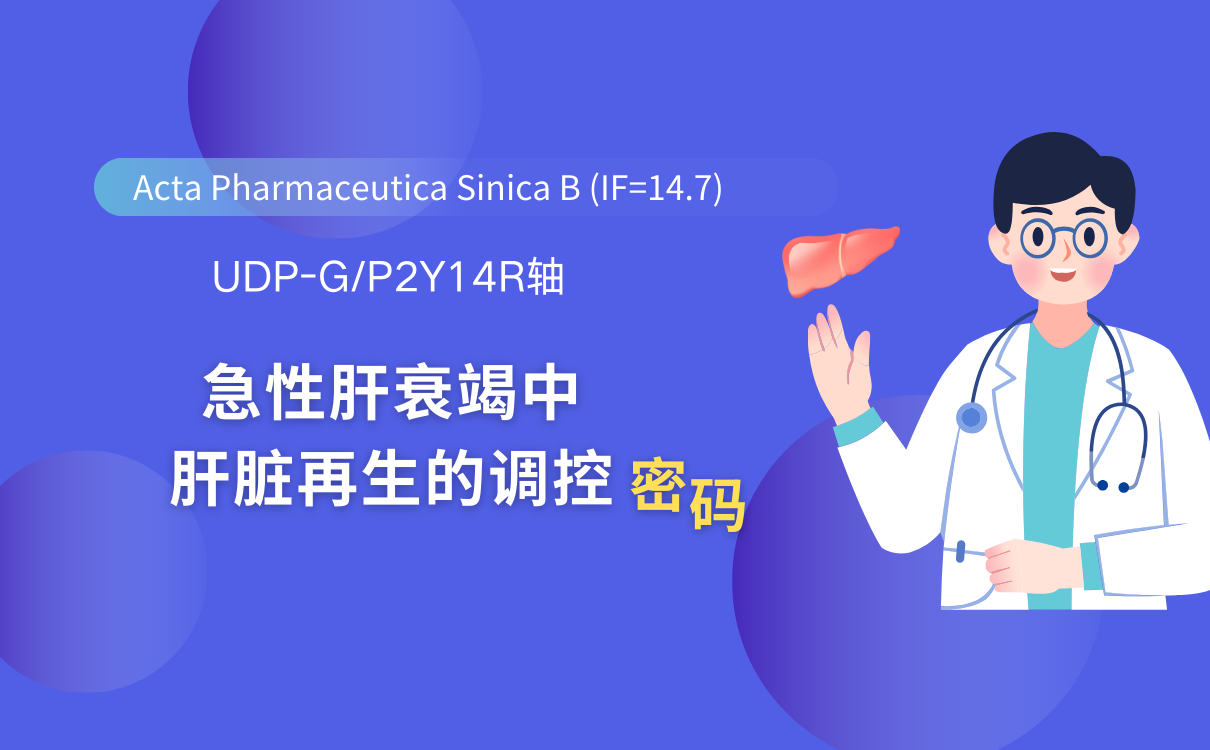 APSB(IF=14.7) | UDP-G/P2Y14R轴：急性肝衰竭中肝脏再生的调控密码