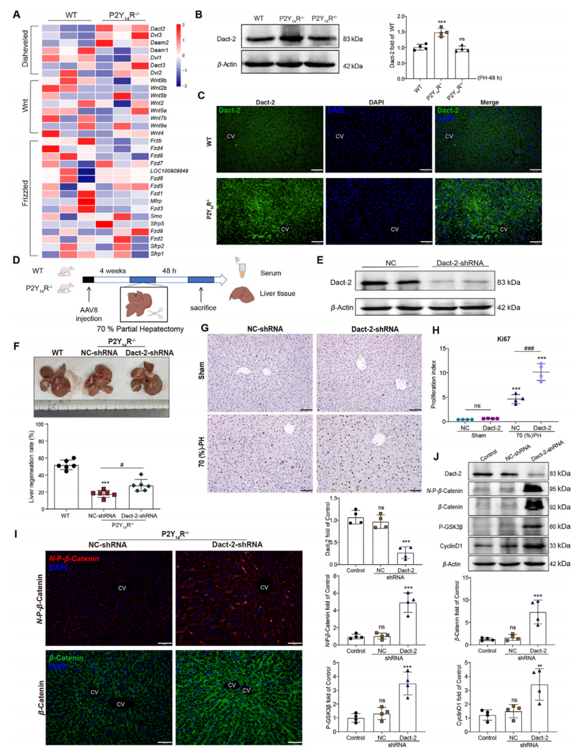 在70%肝切除模型中，P2Y14R依赖Dact-2调控肝脏再生信号