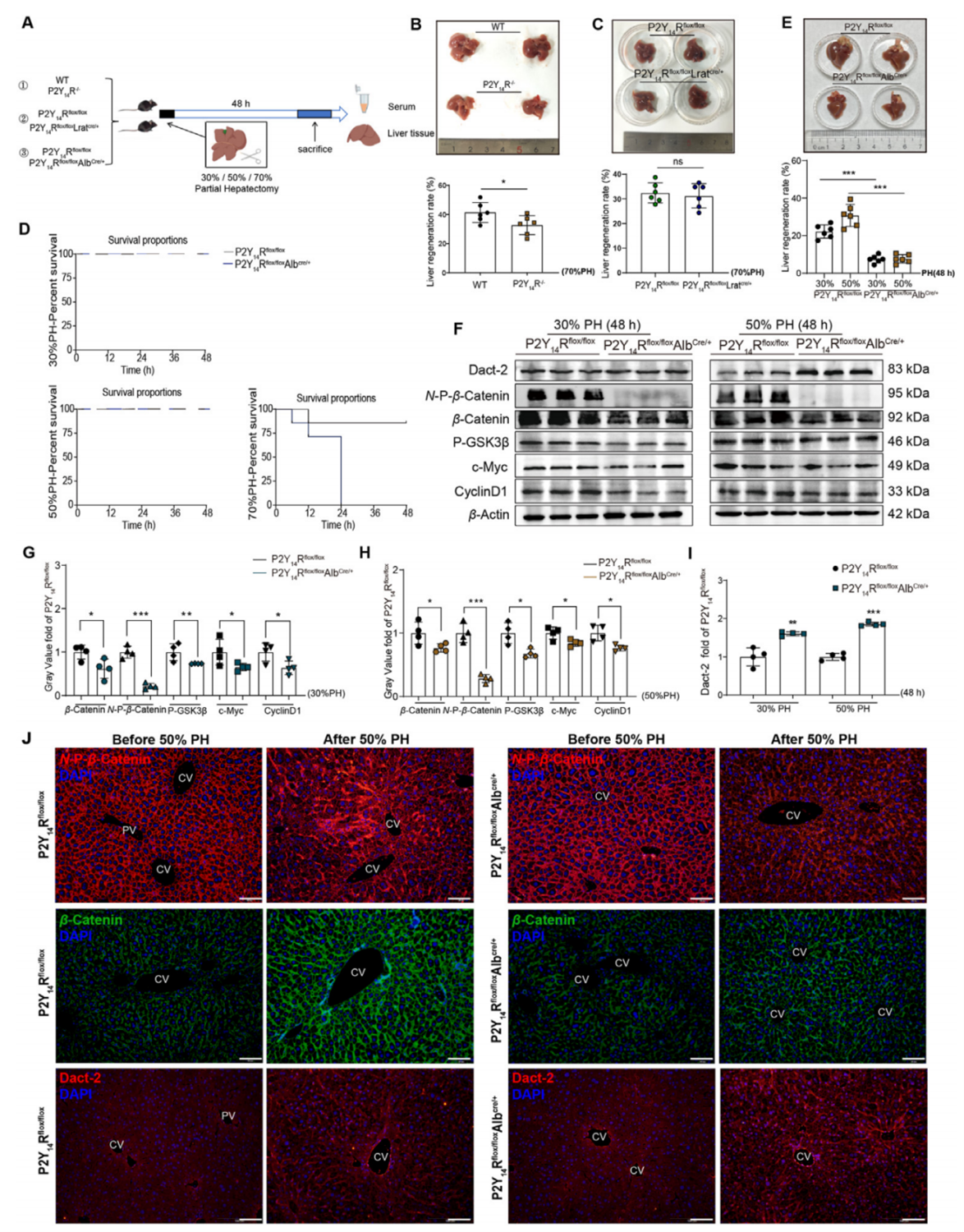 肝细胞特异性敲除P2Y14R可抑制部分肝切除术后的肝脏再生