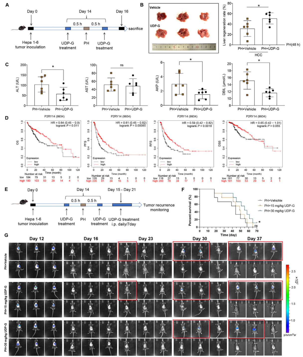 在HCC模型中，UDP-G治疗能够促进肝切除术后早期肝功能的恢复