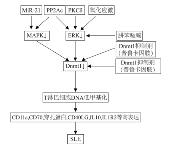 SLE中T淋巴细胞DNA异常甲基化