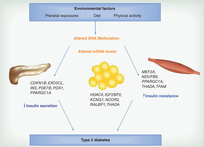 Ⅱ型糖尿病靶组织中的DNA甲基化异常