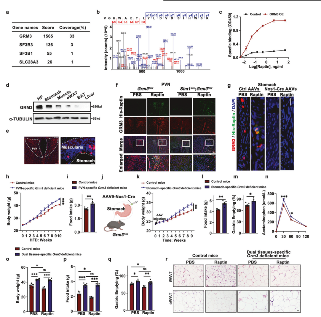 Raptin与PVN和胃神经元的Grm3结合，抑制食物摄入