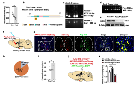 PVNRCN2神经元分泌Raptin