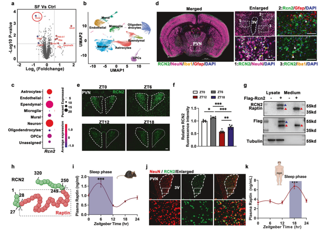 Raptin是睡眠诱导的下丘脑激素