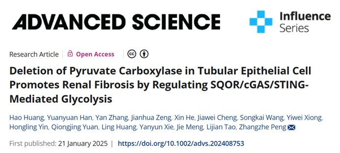 糖酵解促进肾脏纤维化进展