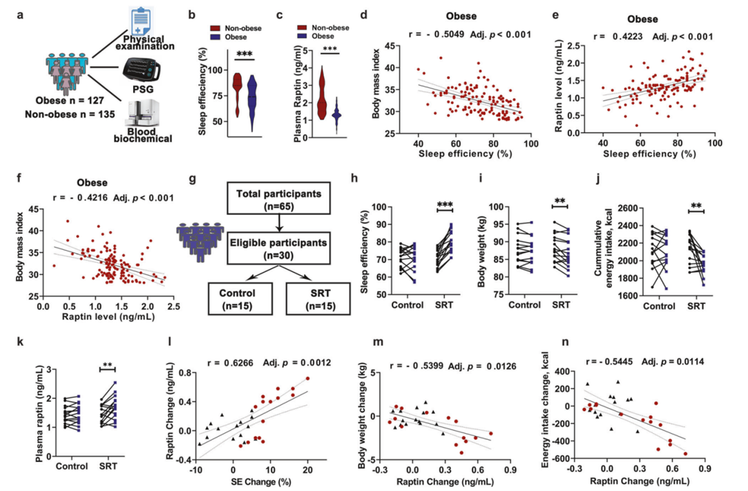 Raptin与睡眠不足引起的人类肥胖有关