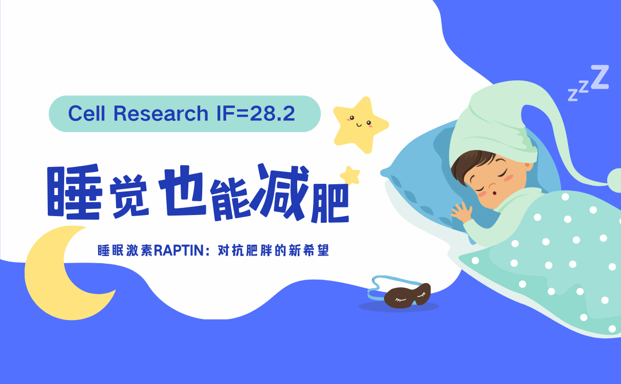 睡眠激素Raptin：对抗肥胖的新希望
