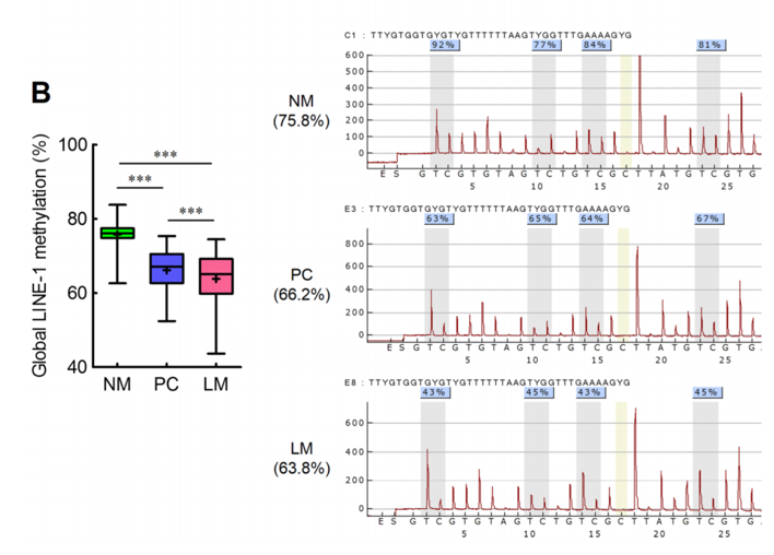 LINE-1重复元件的甲基化状态与癌症（CRC）的致癌作用以及肝转移相关