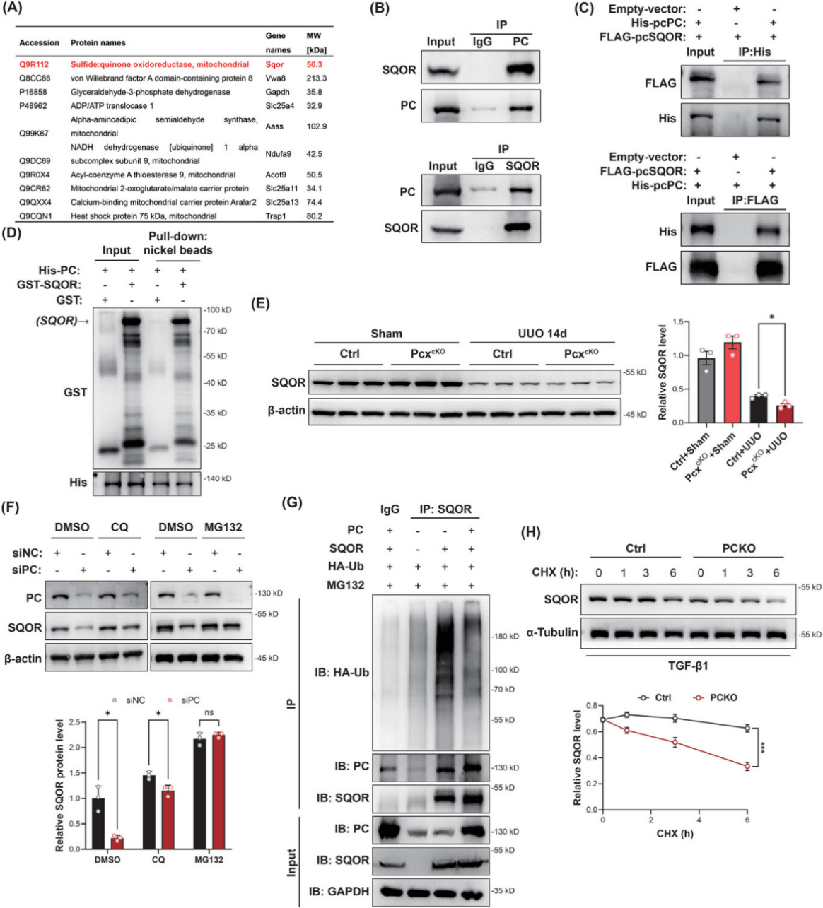 PC缺乏会降低硫化物：醌氧化还原酶（SQOR）的稳定性