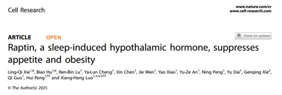睡眠激素Raptin：对抗肥胖的新希望