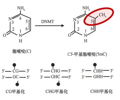 DNA甲基化的类型
