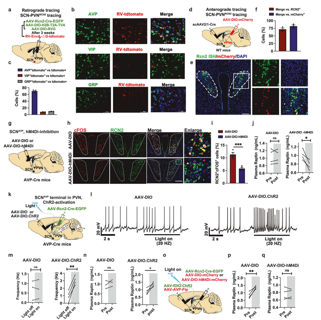 Raptin释放的昼夜节律由SCNAVP神经元控制