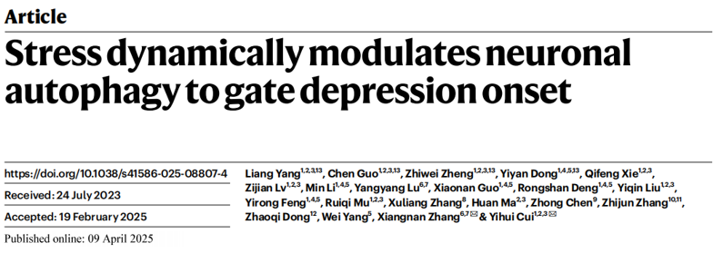 应激动态调节神经元自噬以控制抑郁发作
