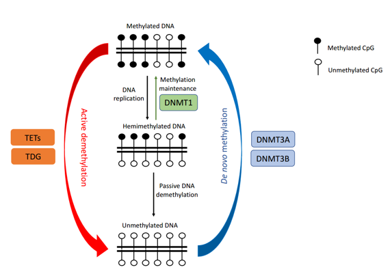 DNA甲基化的两种模式