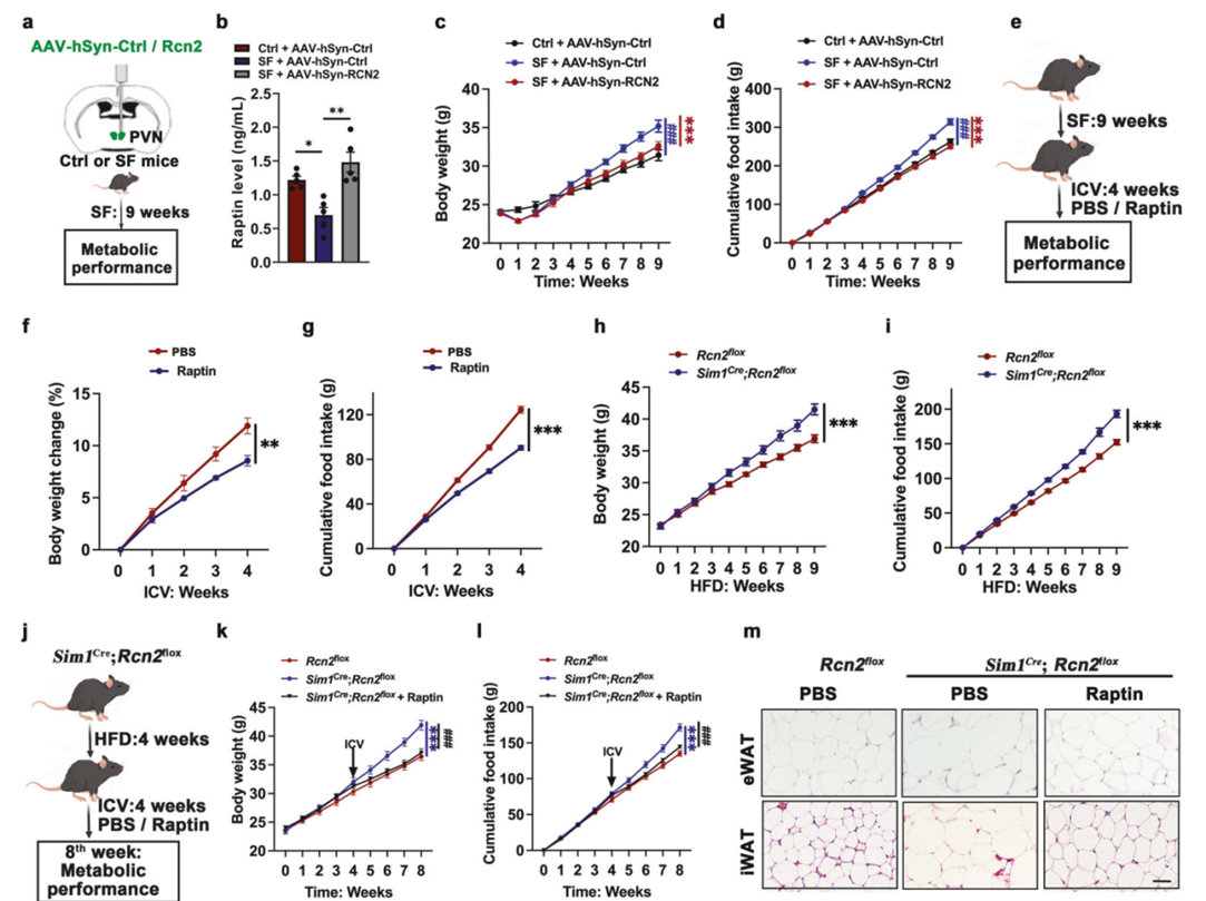 下丘脑来源的Raptin抑制食物摄入，防止肥胖