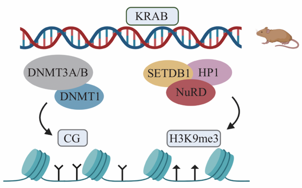 转座子被DNMT1、DNMT3A/B维持的CG甲基化沉默