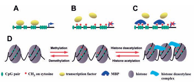 DNA甲基化抑制基因转录的机制