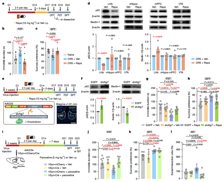 不同抗抑郁药的作用通常需要LHb自噬作用来参与