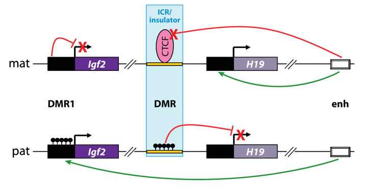 Igf2/H19基因座的DMR印记控制