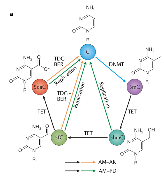 TET介导的DNA去甲基化通路
