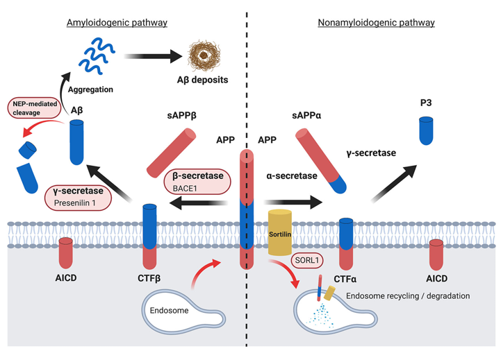 淀粉样蛋白生成途径各检查点的DNA甲基化改变