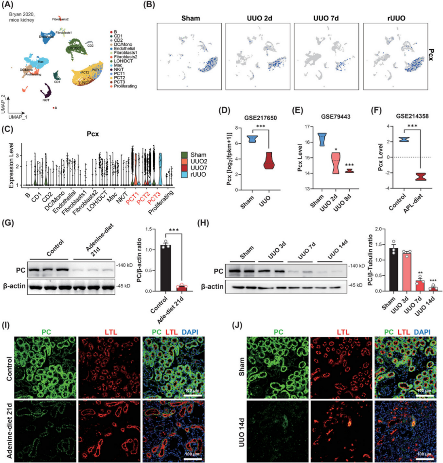 PC在各种动物肾脏纤维化模型中明显下降