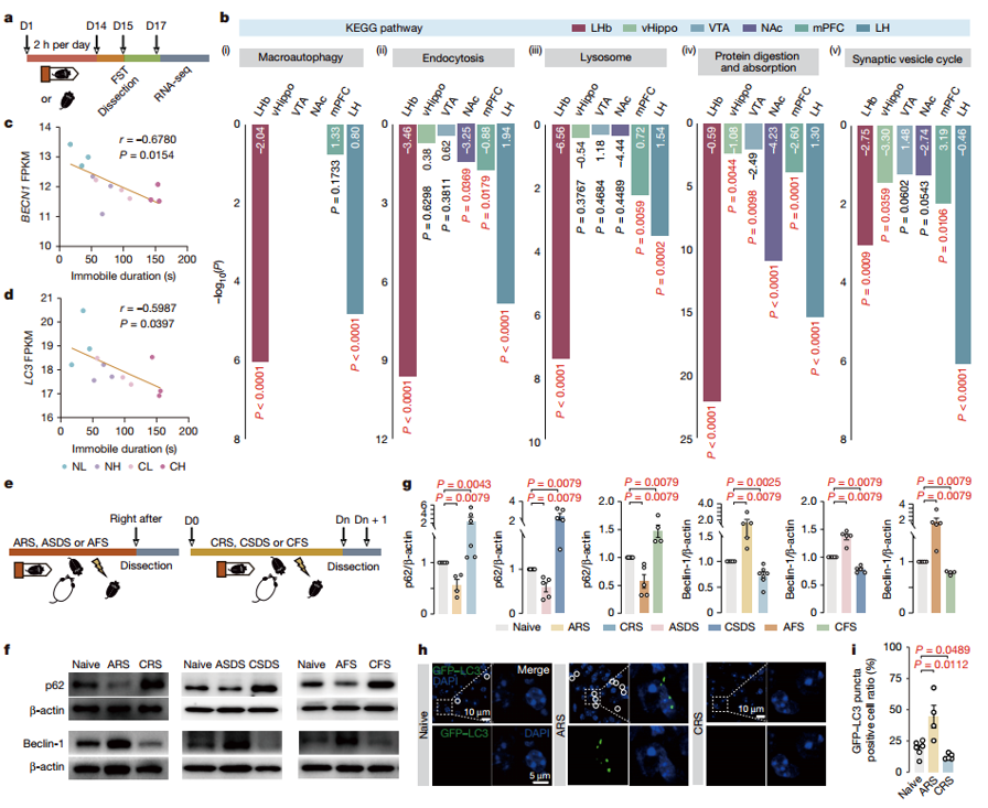 急性应激激活LHb自噬，而慢性应激抑制LHb自噬