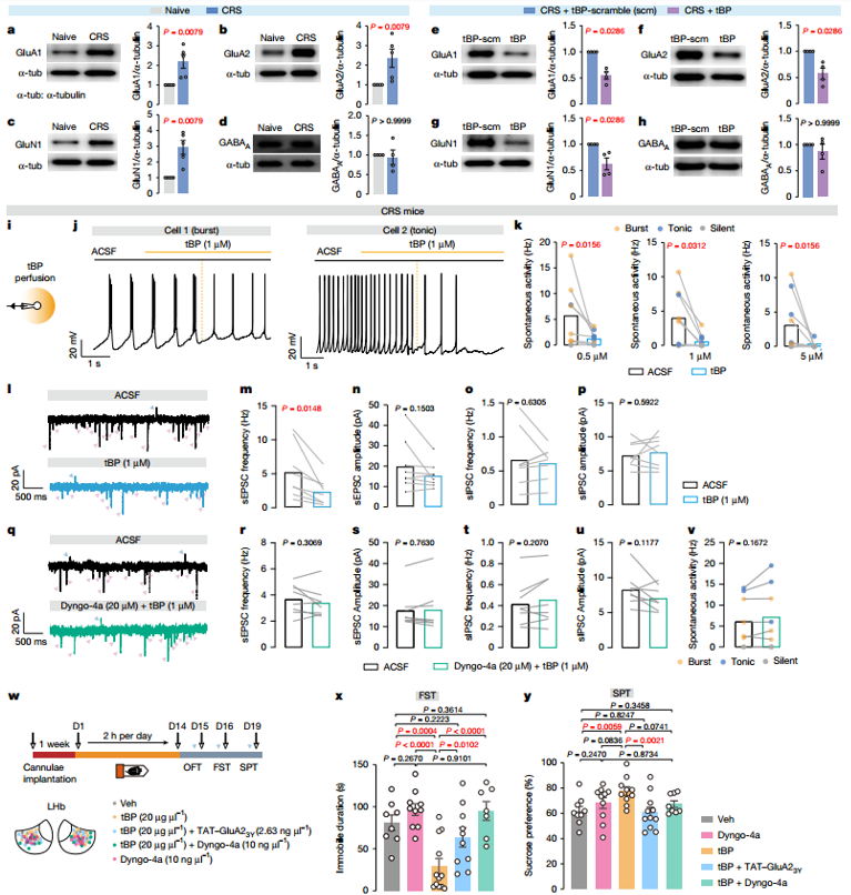 增强LHb自噬促进突触GluRs降解，使神经元过度活跃状态和抑郁样行为正常化