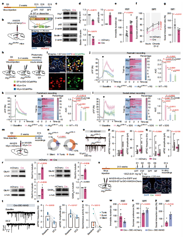 LHb神经元自噬的基因敲除会直接引发类似抑郁的表型以及神经元的过度活跃