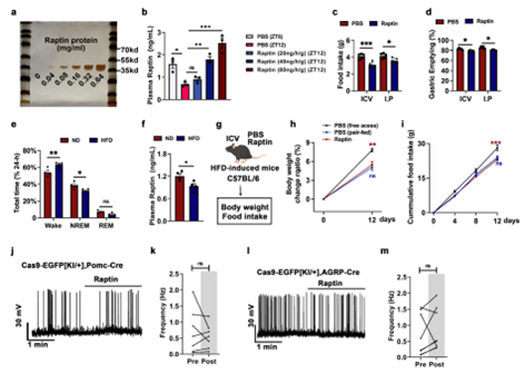 Raptin治疗可以预防HFD引起的肥胖