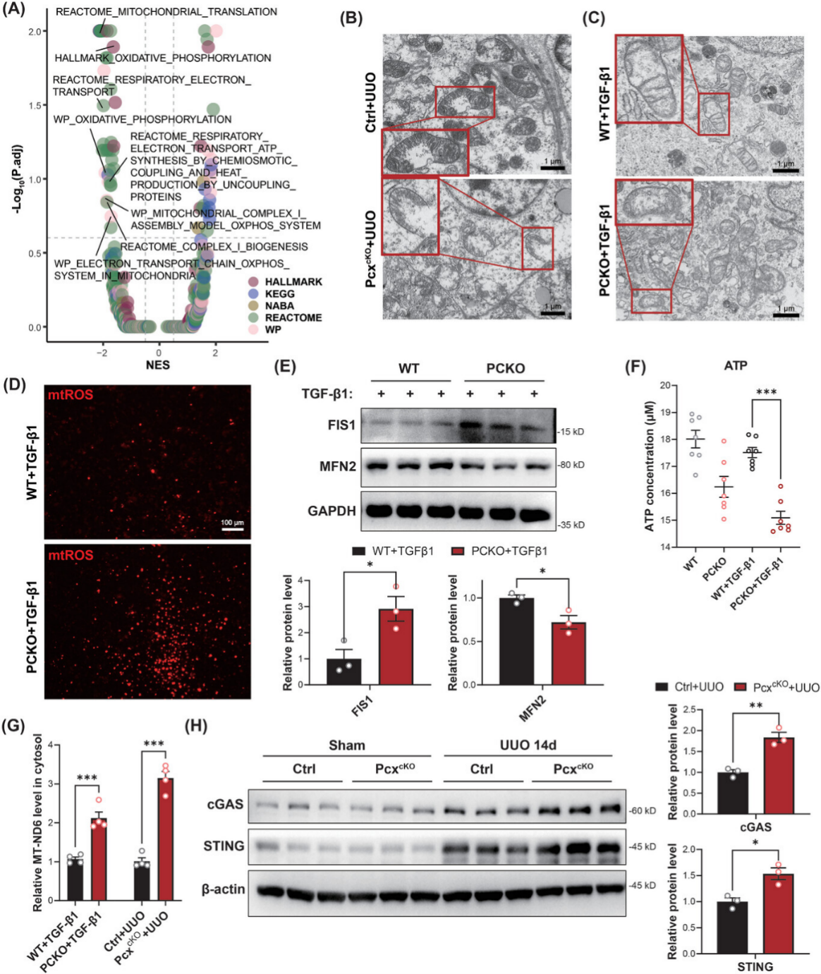 PC基因敲除诱导线粒体损伤和 cGAS-STING 通路激活