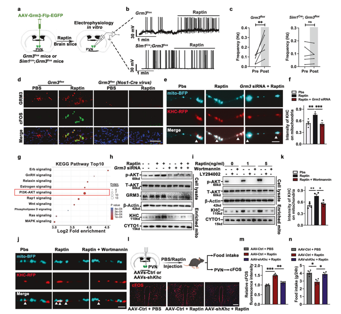 Raptin-Grm3信号传导维持神经元激活和厌食效应的能量供应