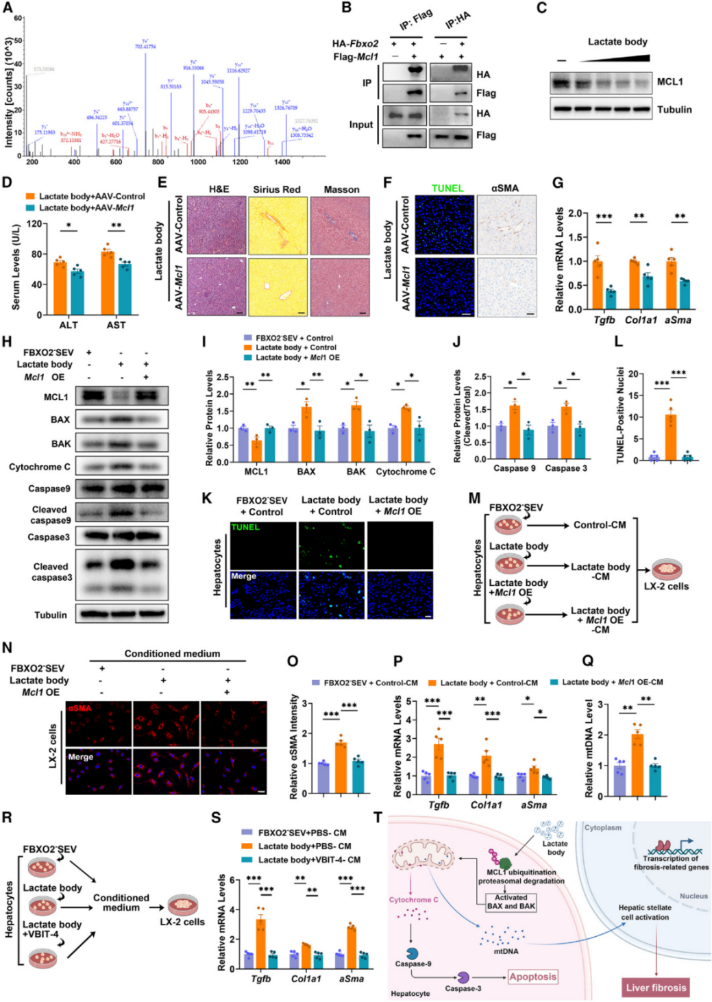 乳酸小体通过MCL1-BAX/ BA途径诱导肝纤维化